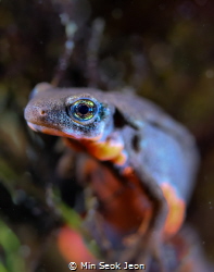 Japanese newt by Min Seok Jeon 